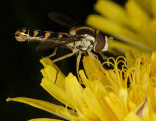 Spotted black and yellow insect on flower