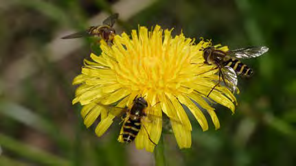 Spotted black and yellow insect on flower