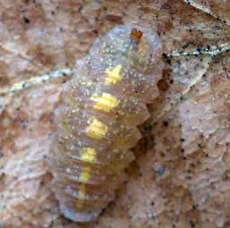 Small pale larvae