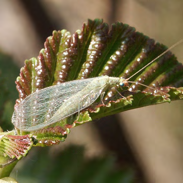 Insect with membranous wings