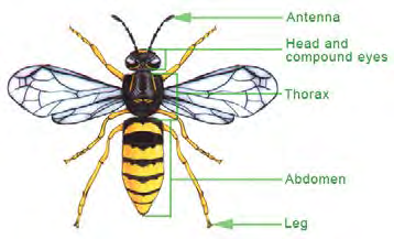Antenna, head and eyes, thorax, abdomen, and legs on an insect