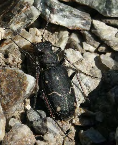 Black insect with spotted wings