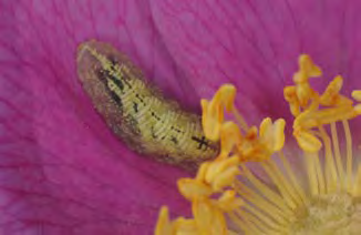 Small green insect in a flower