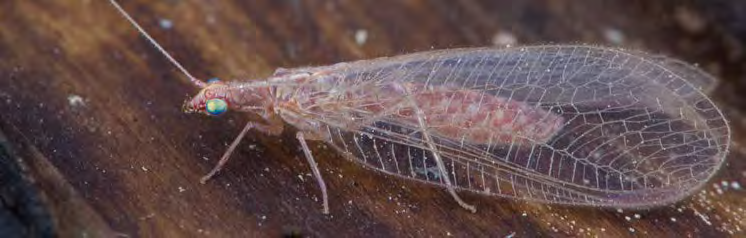 Insect with light pink body and membranous wings