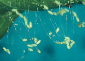 Pill shaped eggs connected to web