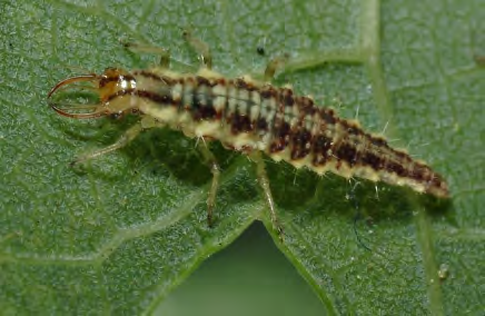 Insect with a ridged body like a caterpillar