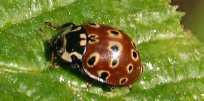 Round red insect with yellow and black spots on its back