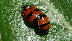 Round red insect with black spots on its back