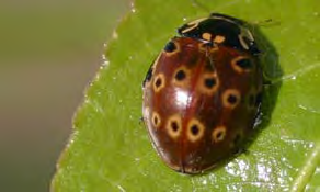 Round red insect with yellow and black spots on its back