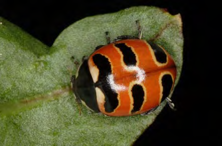 Round red insect with yellow and black spots on its back