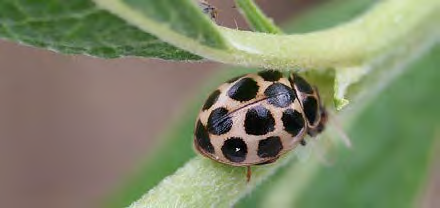 Round pale insect with black spots on its back