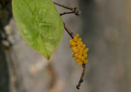 Cluster of yellow eggs on a branch