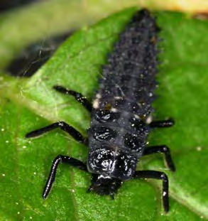 Mottle black insect with long body
