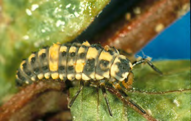 Insect with a colorful green and yellow body
