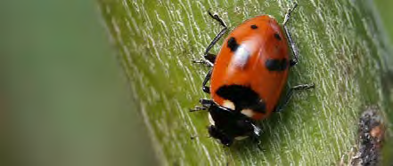 Round red insect with black spots on its' back