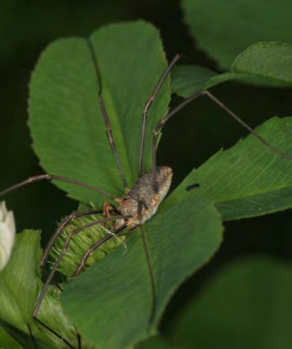 Mottled grey and brown arthropod on a leaf