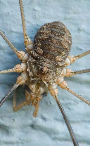 Mottled grey and brown arthropod with long thin legs