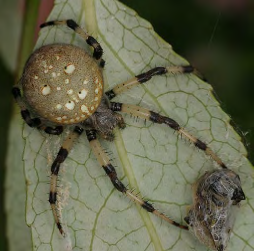 Arthropod with bright spotted abdomen and striped leg markings