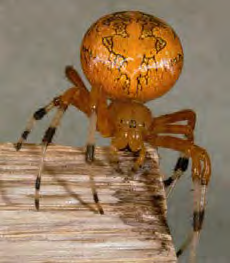 Arthropod with orange abdomen and striped leg markings