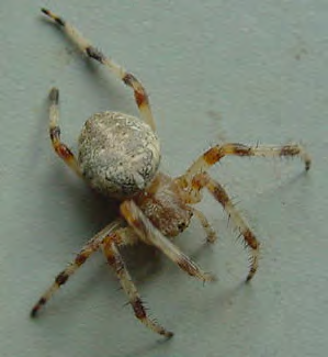 Arthropod with green abdomen and striped leg markings