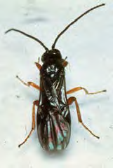 Black winged insect with long antennae