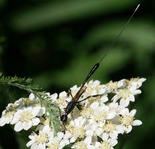 Black winged insect with long stinger on a flower