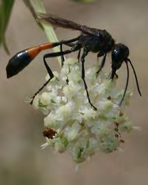 Black winged insect with long antennae