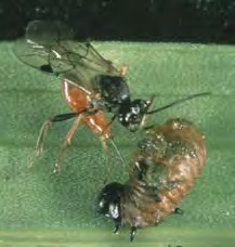 Black winged insect with long antennae