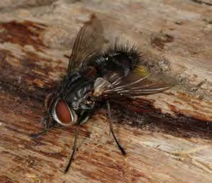 Black winged insect with brown eyes