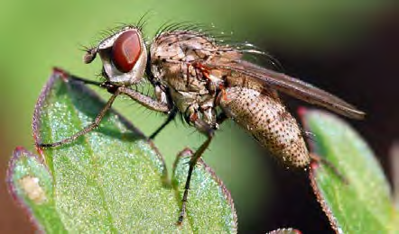 Black winged insect with brown eyes