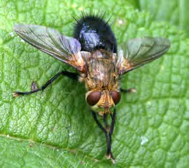 Gold and black winged insect with brown eyes