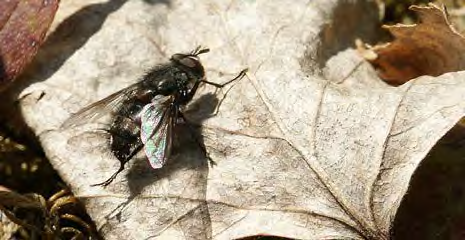 Gold and black winged insect with brown eyes