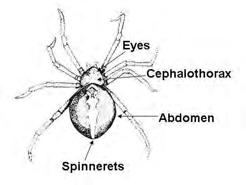 Eyes, spinnerets, abdomen, and cephalothorax labeled on a spider