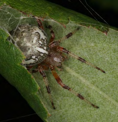 White spider with striped red and white legs