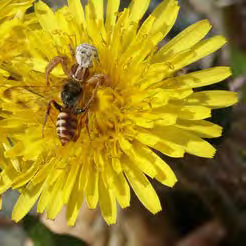 Yellow and black winged insect in a flower