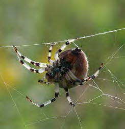 Brown spider with black and white legs in a web