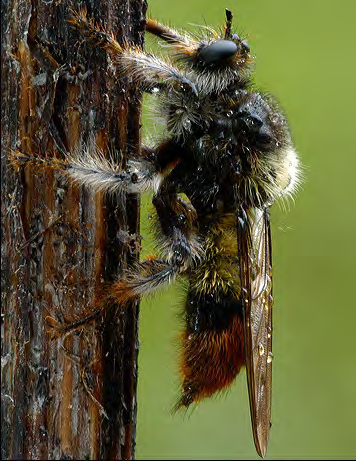 Insect coated in yellow fuzz