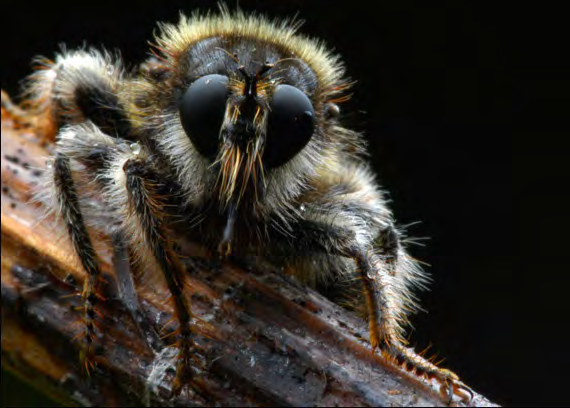 Insect coated in yellow fuzz