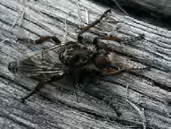 Black insect coated in fuzz