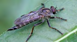 Black insect with large brown eyes and long wings