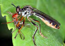 Black insect with red eyes and yellow stripes