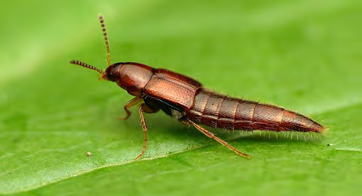 Brown insect with a spike shaped thorax