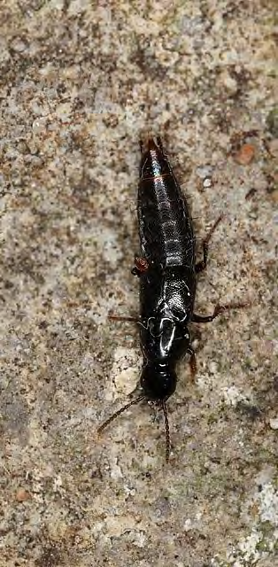 Shiny black insect with a spike shaped thorax
