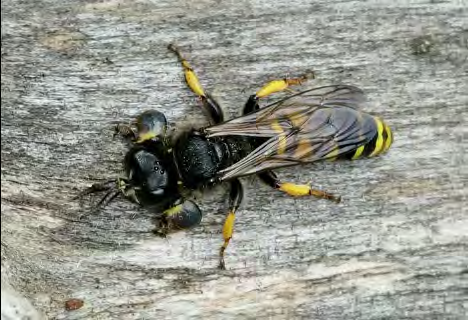 Fuzzy yellow and black insect with square shaped head