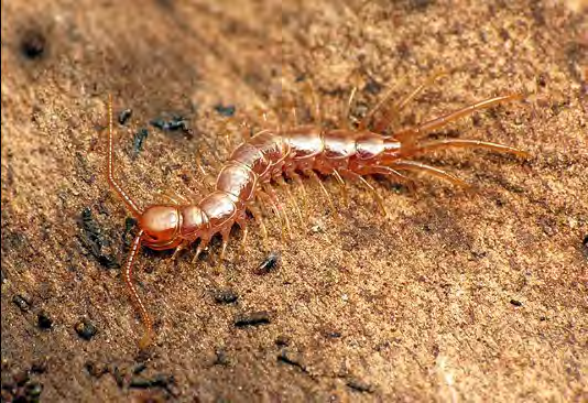 Long orange insect with a segmented body and many legs