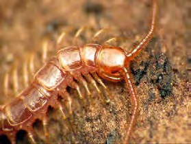 Long orange insect with a segmented body and many legs