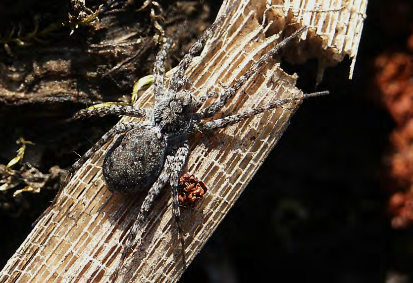 Large grey and brown patterned arthropod