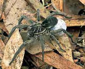 Large grey and brown arthropod on leaves