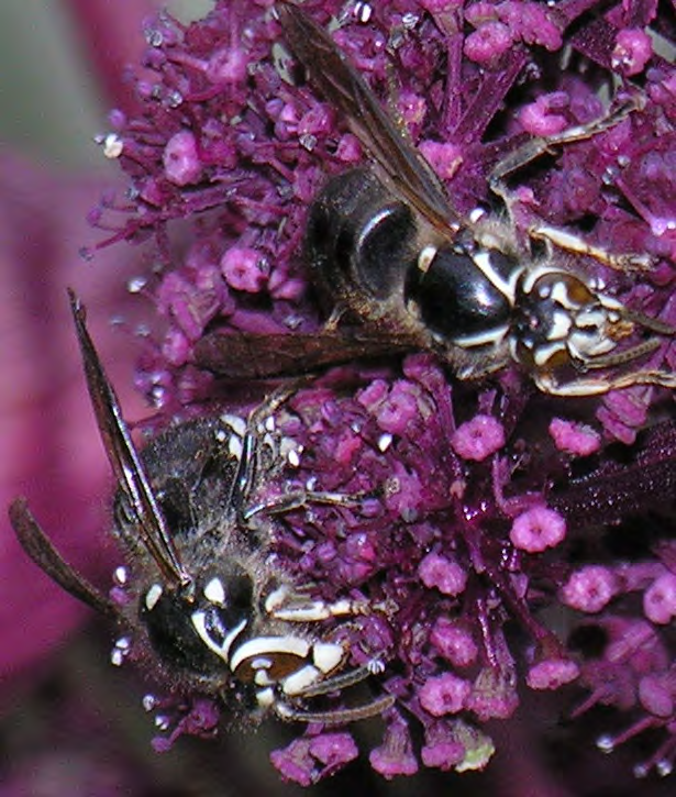 Yellow and black insects on purple flowers
