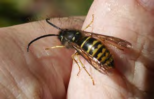 Black and yellow striped insect